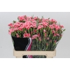 Dianthus Tr Symply Love