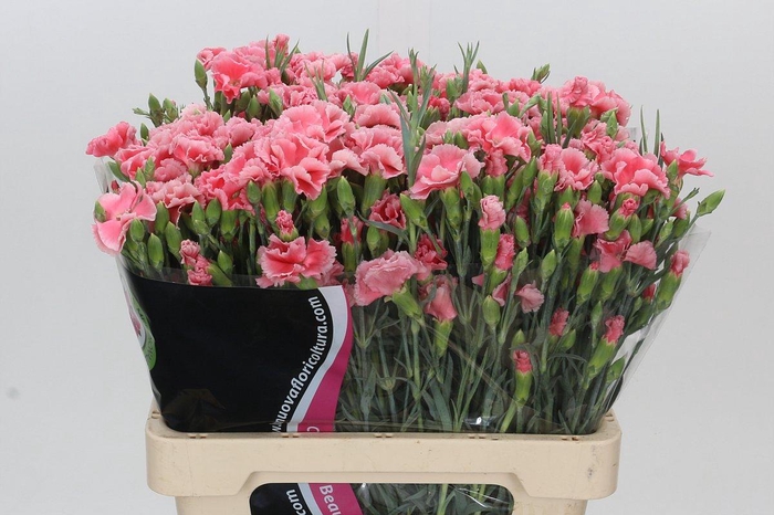 Dianthus Tr Symply Love