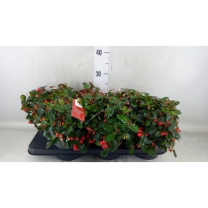 Gaultheria proc. 'Big Berry'