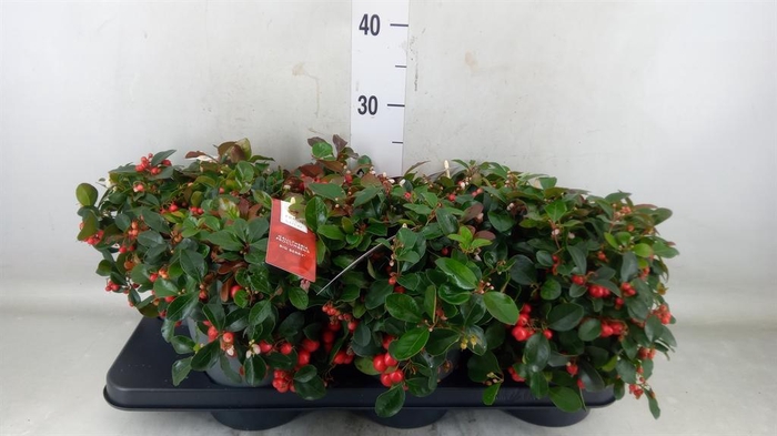 <h4>Gaultheria proc. 'Big Berry'</h4>