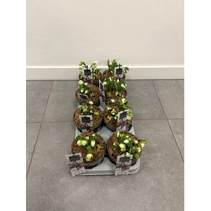 Helleborus Christmas Carol naked