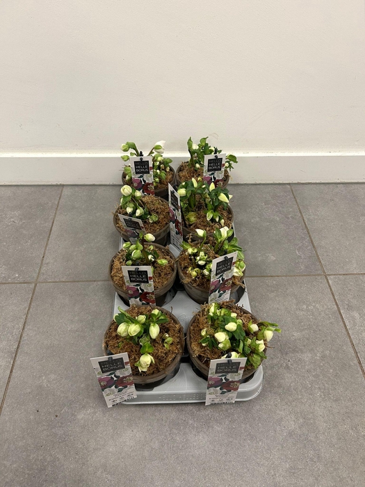 <h4>Helleborus Christmas Carol naked</h4>