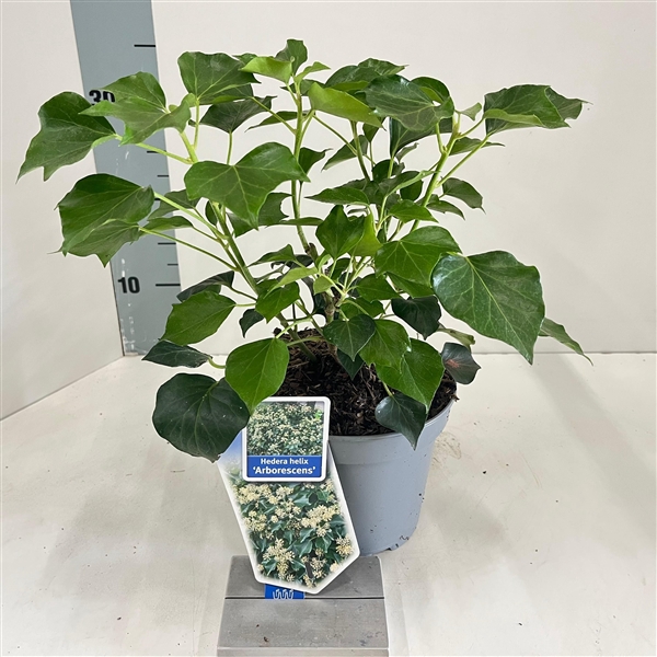 <h4>Hedera helix 'Arborescens'</h4>