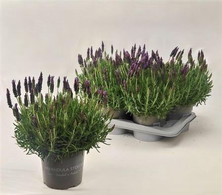 <h4>Lavandula Stoechas P17</h4>
