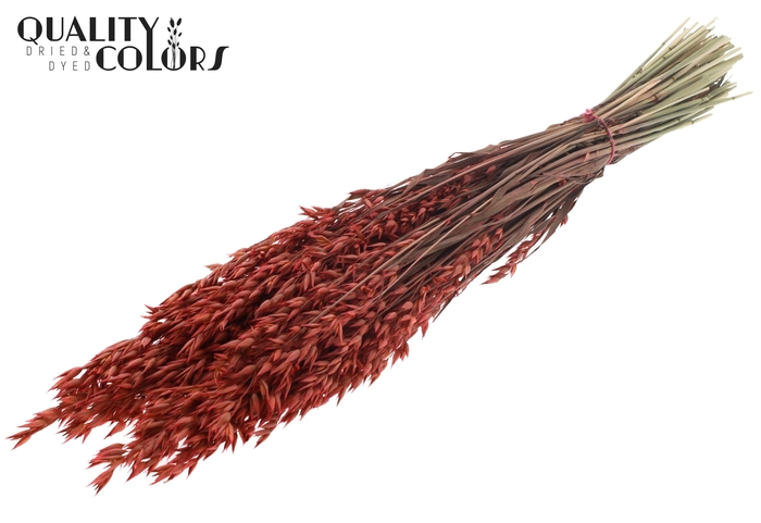 <h4>Avena per bunch Coral</h4>