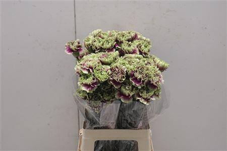 <h4>Di St Merletto Deco</h4>