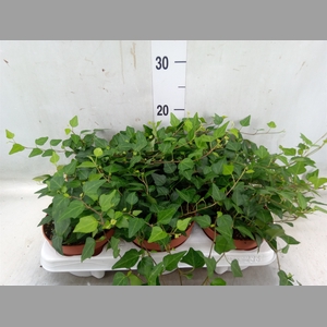 Hedera helix 'Lady Kay'