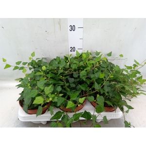 Hedera helix 'Lady Kay'