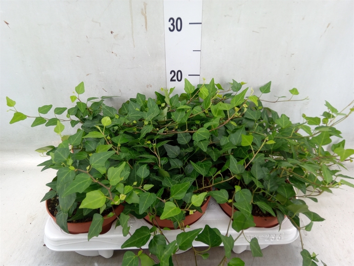 <h4>Hedera helix 'Lady Kay'</h4>