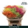 Gyps large paint mix spring