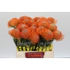 Nutans Ayoba Orange