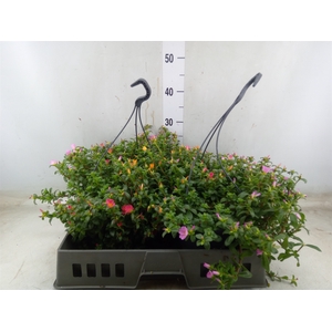 Portulaca   ...mix in pot