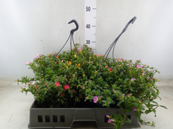 <h4>Portulaca   ...mix in pot</h4>
