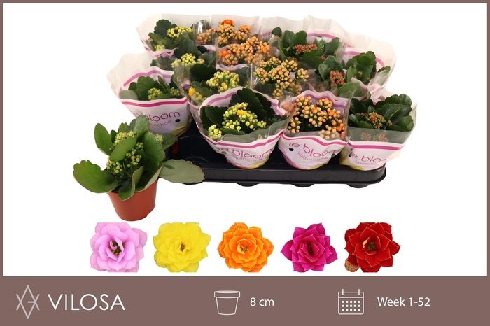 <h4>KAL GE GEM 5 KL</h4>