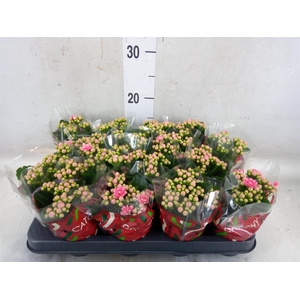 Kalanchoe blos. 'Calandiva Weaver'