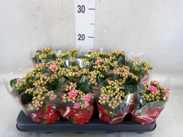 <h4>Kalanchoe blos. 'Calandiva Weaver'</h4>