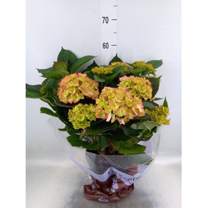 Hydrangea mac. 'Sweet Dreams'