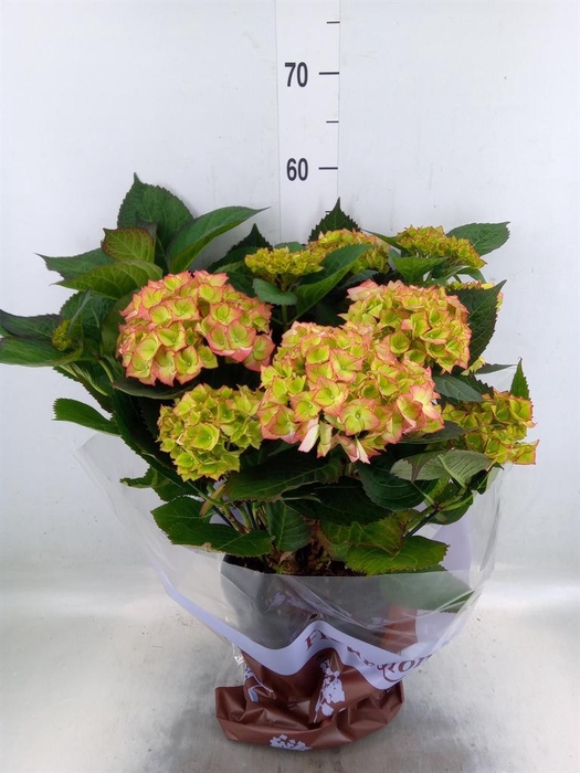 <h4>Hydrangea mac. 'Sweet Dreams'</h4>
