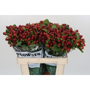 Hypericum Magical Seasons