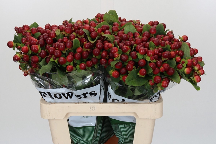 Hypericum Magical Seasons