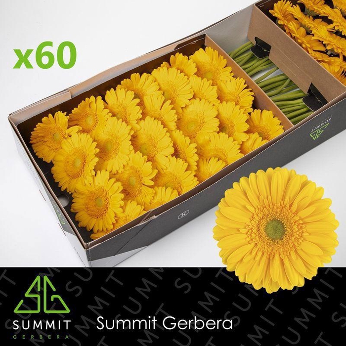 <h4>GE GR SUBMARINE</h4>