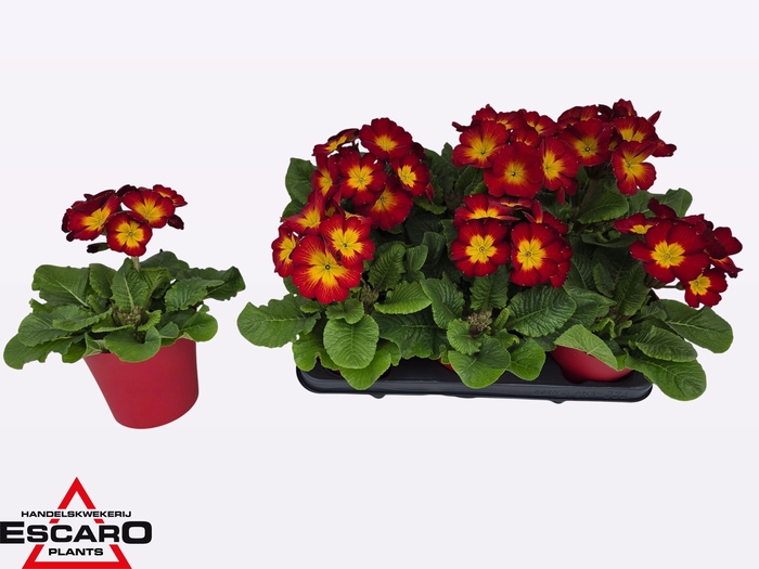 <h4>PRIM ELATIOR</h4>