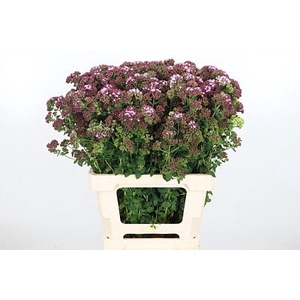 ORIG VU CHARM PURPLE