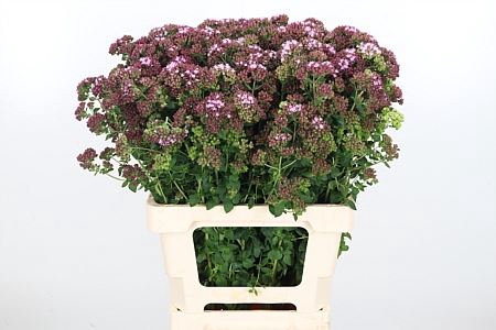<h4>ORIG VU CHARM PURPLE</h4>