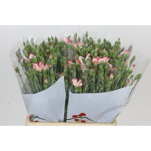 Dianthus Sp Symply Strike