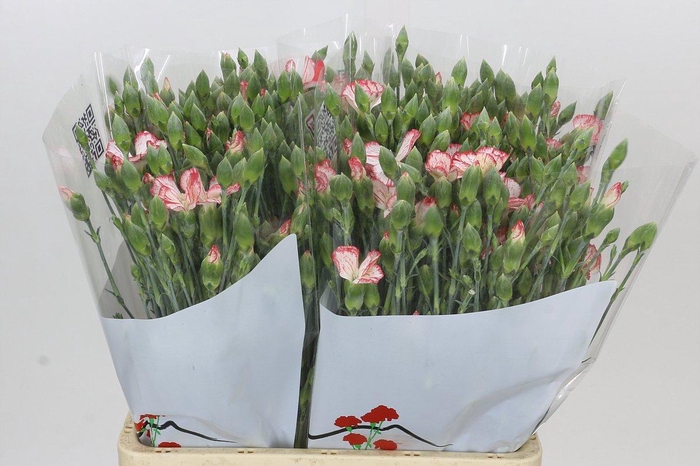 Dianthus Sp Symply Strike