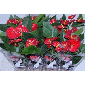 ANTHURIUM RED SUCCESS P09