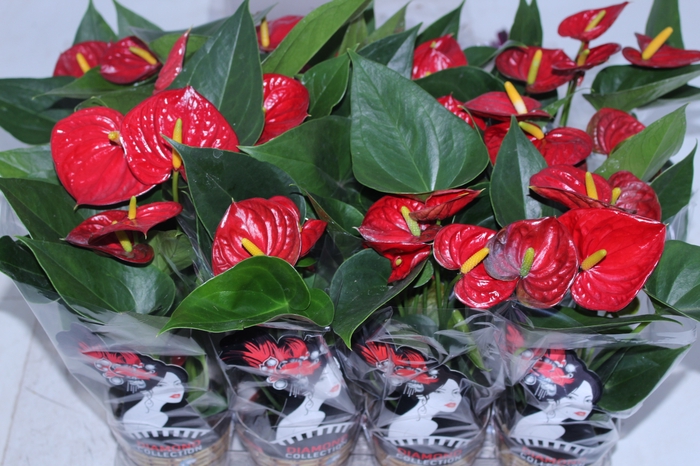 ANTHURIUM RED SUCCESS P09