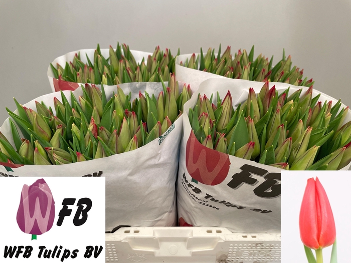 <h4>TU EN STRONG LOVE</h4>