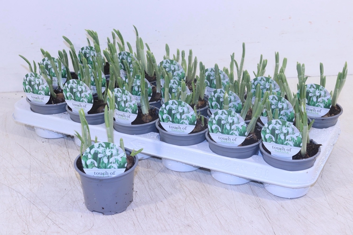 <h4>GALANTHUS HIPPOLYTA</h4>