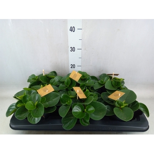 Peperomia obt. 'Red Canyon'
