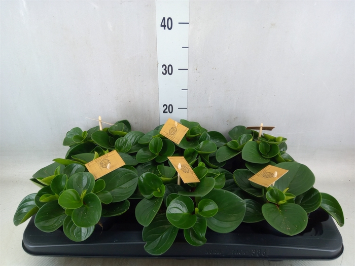<h4>Peperomia obt. 'Red Canyon'</h4>