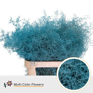 Limonium Beltlaard Blauw Licht