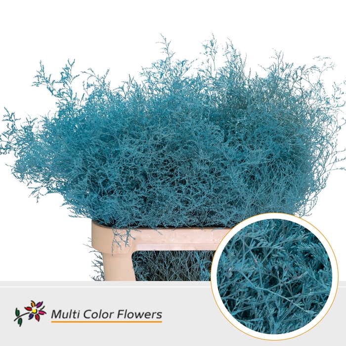 <h4>Limonium Beltlaard Blauw Licht</h4>