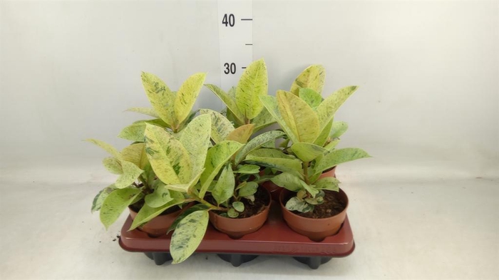 <h4>Ficus elastica ...</h4>