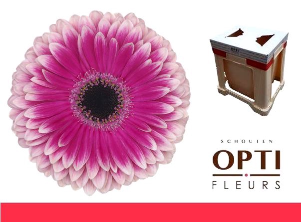 <h4>Gerbera Prelude Water</h4>