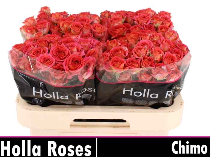 <h4>ROSA TR 'CHIMO'</h4>