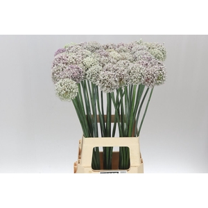 Allium Kenton