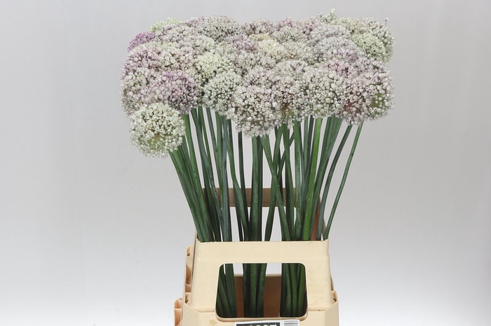 <h4>Allium Kenton</h4>