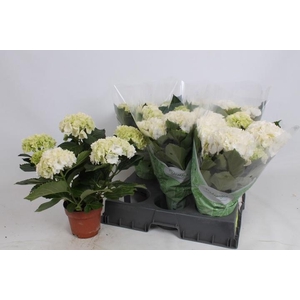HYDR M CRYSTAL PALAC