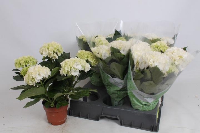 <h4>HYDR M CRYSTAL PALAC</h4>