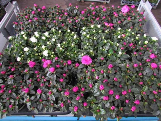 <h4>RHODO SIMSI MIXK</h4>