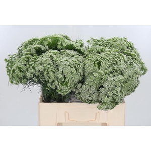 Ammi Vis Casablanca