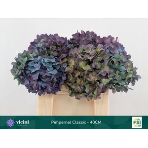 Hydrangea  'Pimpernel'  CL