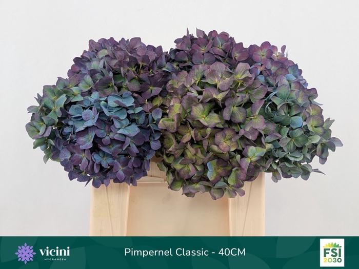 <h4>Hydrangea  'Pimpernel'  CL</h4>