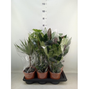 Planten Groen   ...mix  8